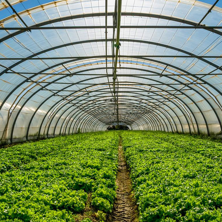 8x30 Metal Frame Commercial Si – Agriculture Tomato Farming Bewertung und Preis