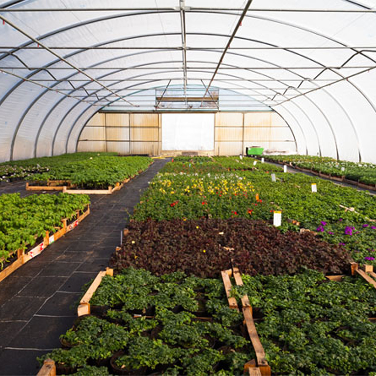 8x30 Metal Frame Commercial Si – Agriculture Tomato Farming Bewertung und Preis